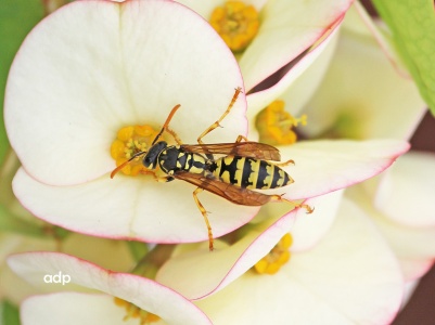 Polistes dominulus, paper wasp,Gran Canaria, Alan Prowse